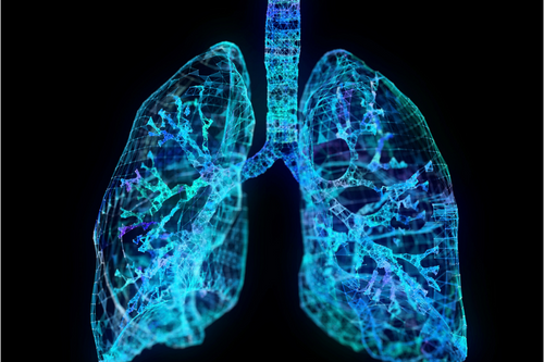 A graphic image of lungs